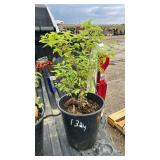 JAPANESE HONEYSUCKLE 3YR OLD
