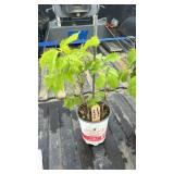 SMALL VIRGINIA CREEPER VINE