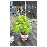 SMALL VIRGINIA CREEPER VINE
