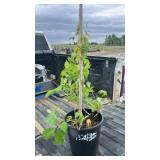 LARGE VIRGINIA CREEPER VINE
