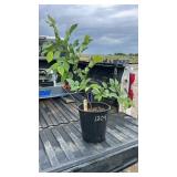 ELM TREE 3YR OLD