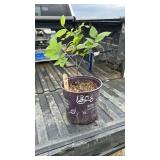 ELM TREE 3YR OLD