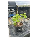 LARGE VIRGINIA CREEPER VINE