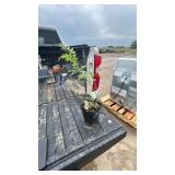 MOUNTIAN ASH TREE 1YR OLD