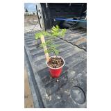CARAGANA TREE 1YR OLD
