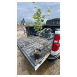 ASPEN TREE 2YR OLD