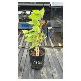 MAYDAY TREE 2YR OLD