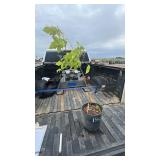MANITOBA MAPLE 3YR OLD