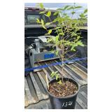 JAPANESE HONEYSUCKLE 3YR OLD
