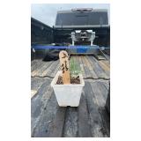 WHITE SPRUCE 1YR OLD