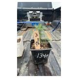 WHITE SPRUCE 1YR OLD