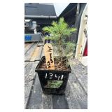 WHITE SPRUCE 1YR OLD