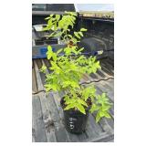 JAPANESE HONEYSUCKLE 3YR OLD
