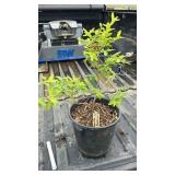 JAPANESE HONEYSUCKLE 3YR OLD
