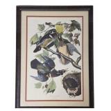 "Summer or Wood Duck" by Audubon