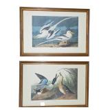 Pair of Audubon Prints by Havell
