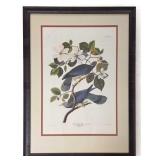 "Band-tailed Pigeon" by Audubon