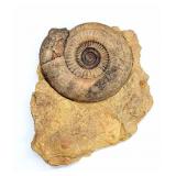 Fossil Ammonite on Matrix
