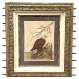 Watercolor on Paper of Eagle