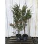 March Plant & Nursery Auction