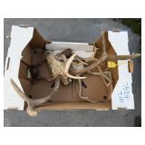 5- Sets of Deer Horns