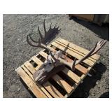Moose Rack & Skull Wall Mount
