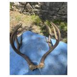 Mule deer antlers