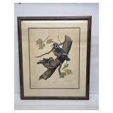 Large 1970 Framed Duck Print