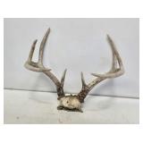 Whitetail Buck Deer Antlers