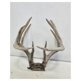 Whitetail Buck Deer Antlers