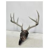 Whitetail Buck Deer Skull with Antlers
