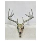Whitetail Buck Deer Skull with Antlers