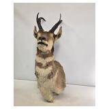Pronghorn Antelope Taxidermy Mount