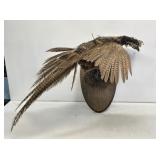 Pheasant Taxidermy Mount
