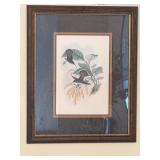 Gould - Lanceolate Hermit Hummingbird; Lanceolata