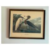 print of John James Audubon's Purple Heron