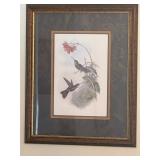 Print Coeligena Purpurea John Gould & H.C. Richter