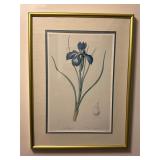 Iris Xyphioides Redoute Vintage print framed
