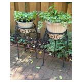 Plants in plant stands