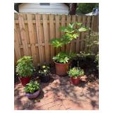 Heavy be prepared to move plants planters