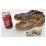 Tete de caïman ou d'alligator, naturalisée, et