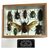 Cadre entomologique avec insectes naturalisés