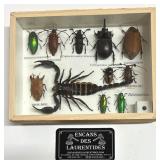 Cadre entomologique avec insectes et scorpion