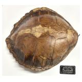 Grande carapace de tortue, rare en revente