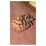 Huge pine cone 9 in