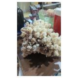 Large piece of ocean coral 12' wide