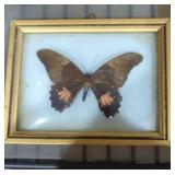 Framed butterfly oddities taxidermy 4'