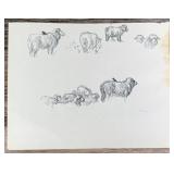 Janet Elizabeth Turner Sheep Sketch