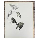 Janet Elizabeth Turner Sparrow Watercolor Painting