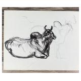 Janet Elizabeth Turner Brahman Bull Sketch